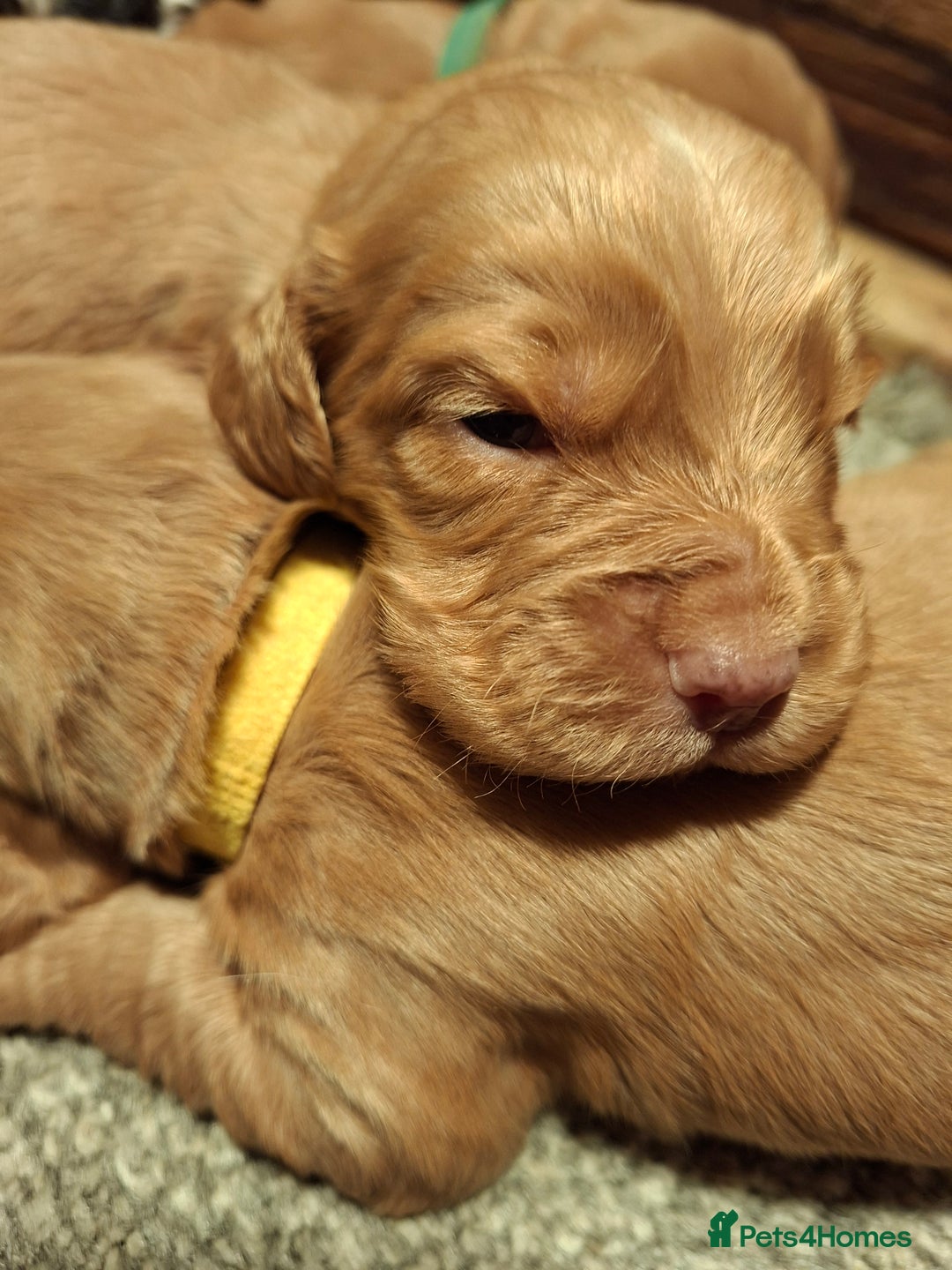 Cocker Spaniel dogs for sale: Cocker spaniel pups - Advert 2