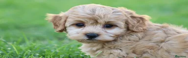 Cavapoochon 4