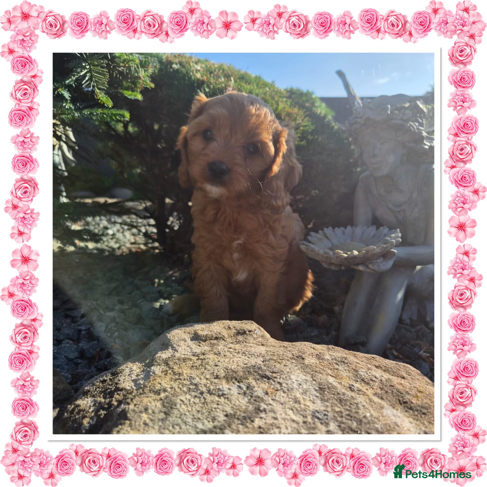 Cavapoo dogs Cavapoo puppies READY NOW - Advert 2