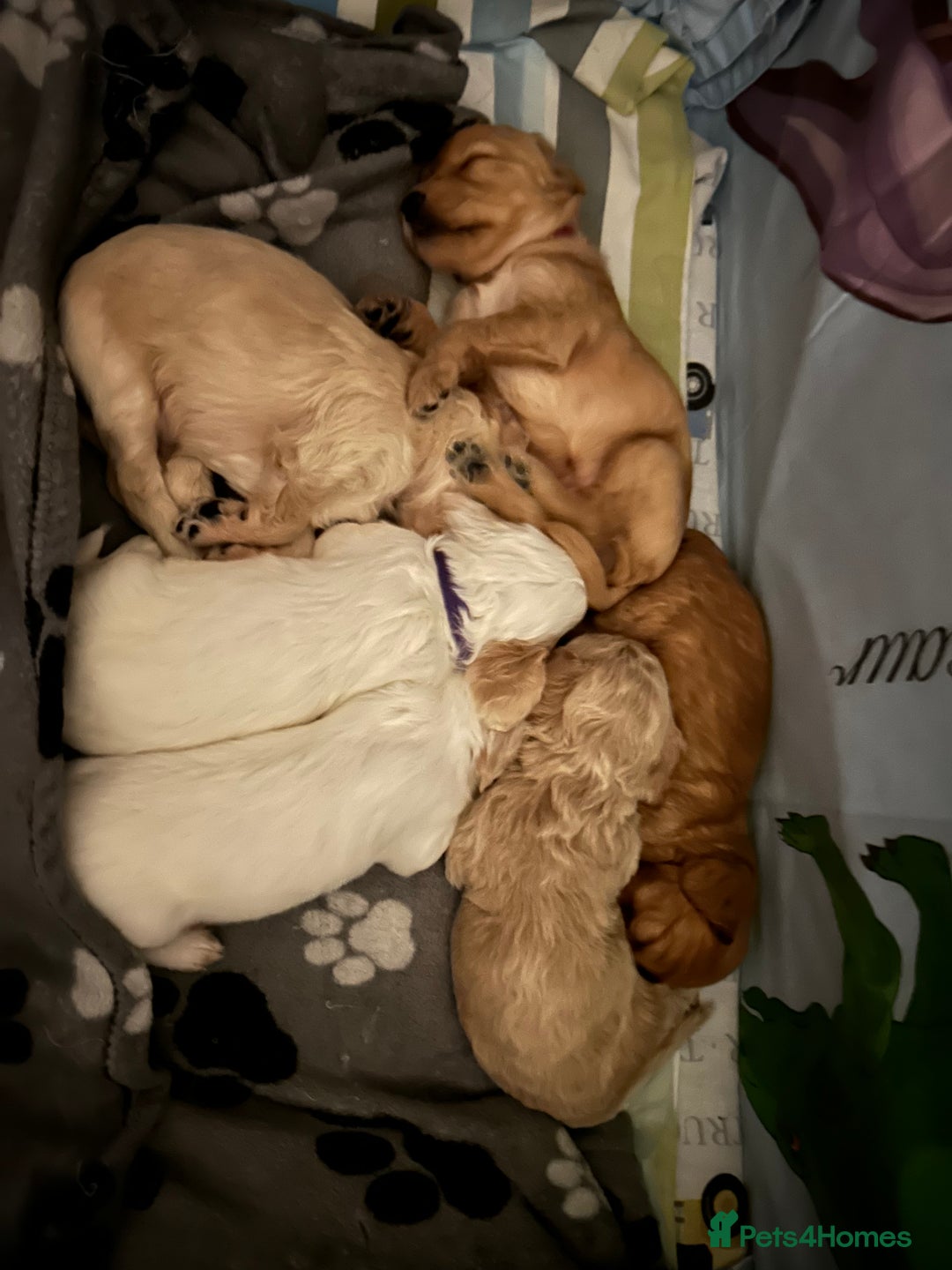Cockapoo dogs for sale: Gorgeous F2 cockapoo puppies  - Image 3
