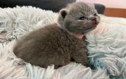 British Shorthair cats for sale: Gentle loving family pets - British Blues  - Image 10
