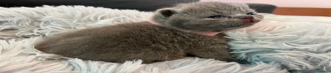 British Shorthair Kitten 3
