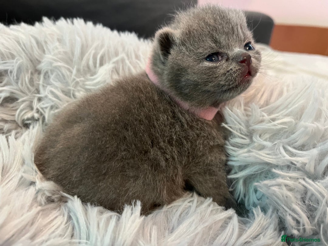 British Shorthair cats for sale: Gentle loving family pets - British Blues  - Image 10