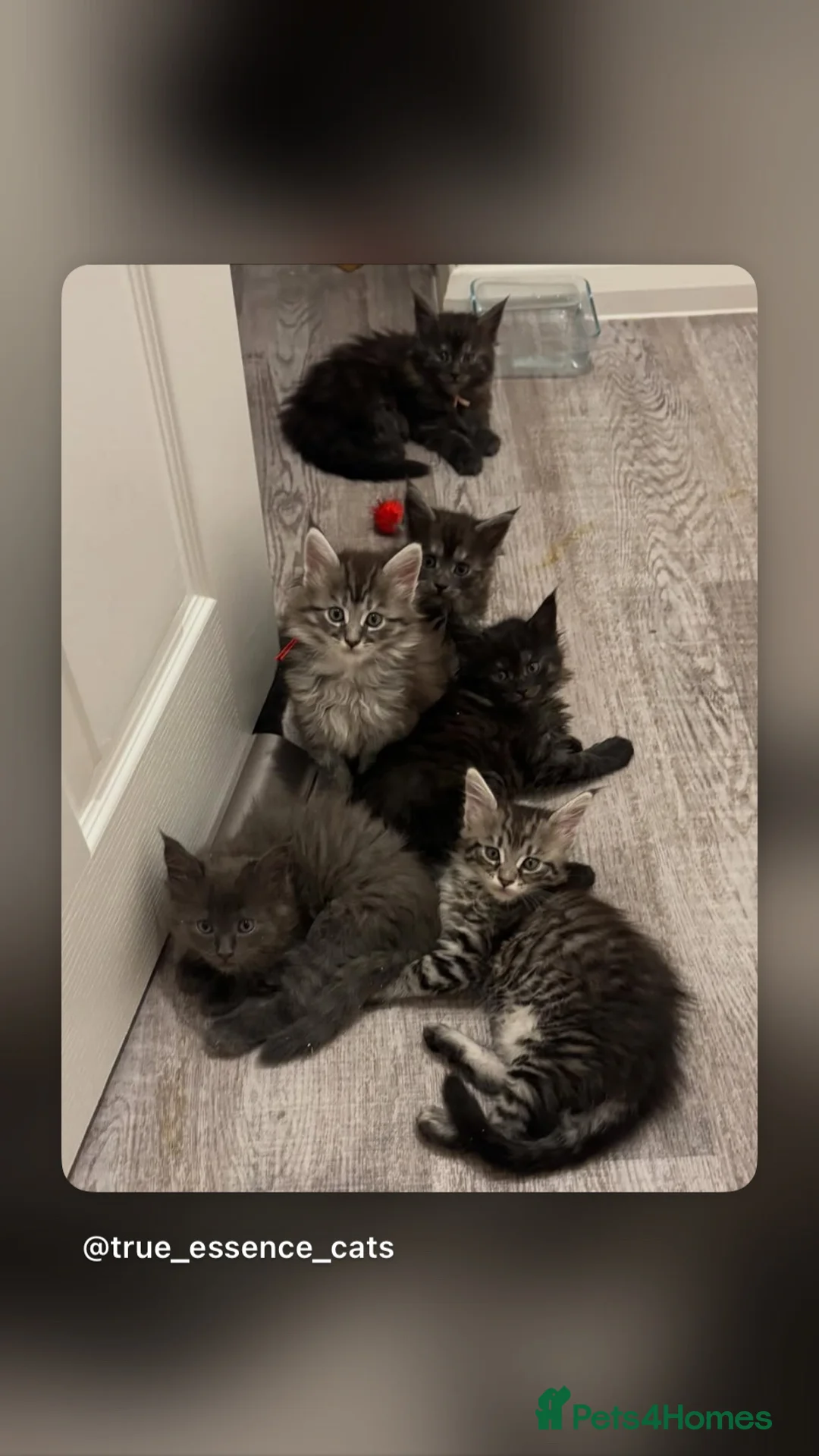 Maine Coon cats for sale: 🖤Stunning Black Smoke Maine Coon Girls - Advert 30