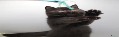 British Shorthair black 