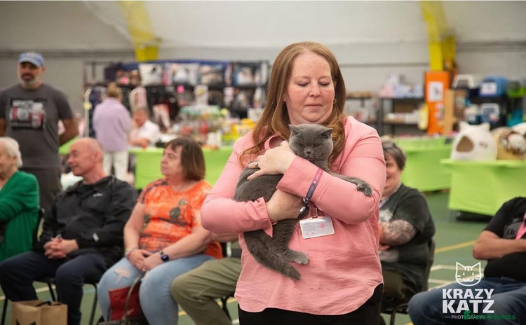 British Shorthair cats - Advert 11