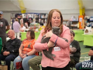 British Shorthair cats - Advert 5