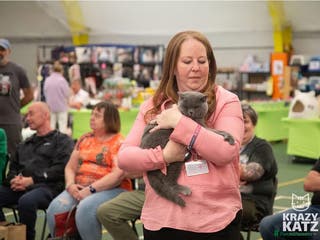 British Shorthair cats British Shorthair Blue Male - Advert 19