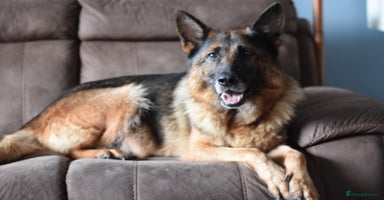 German Shepherd dogs ⭐German Shepherd Puppies⭐KC Registered⭐ - Advert 1