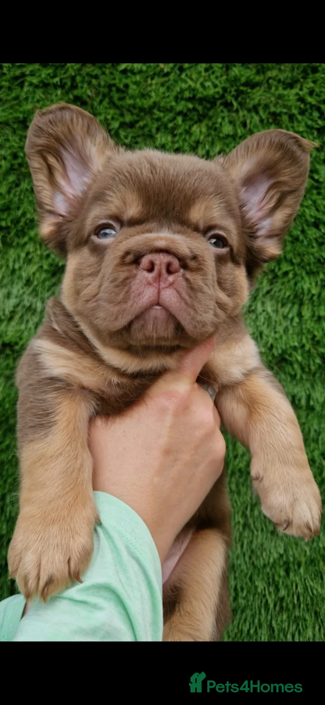 French Bulldog dogs for sale: REDUCED PRICE!LAST GIRLS REMAINING FLUFFY FRENCHIE - Advert 1