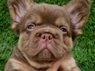 French Bulldog dogs Kc reg fluffy frenchies - Advert 1