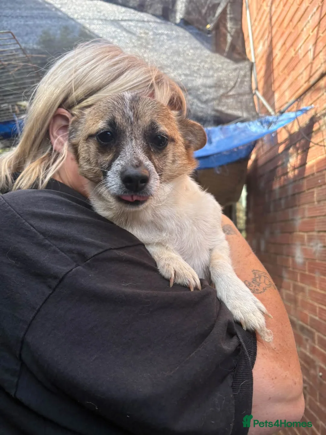 Mixed Breed dogs for adoption: Shira - Norwich Norfolk  - Advert 9