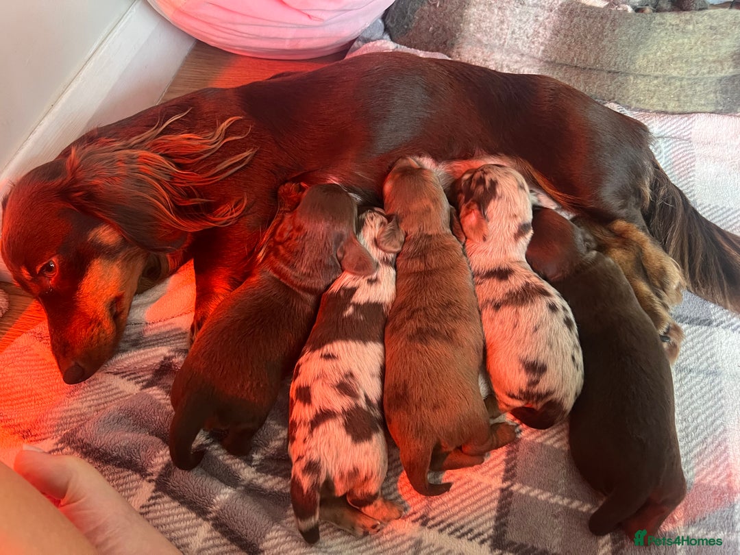Miniature Dachshund dogs for sale: Stunning Kc Reg Long Hair Mini Dachshund puppies  - Image 12