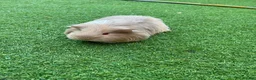 Guinea Pig rodents for sale: Guinea Pigs - Advert 4