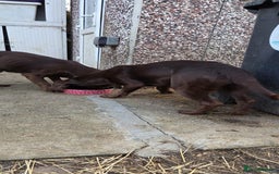 Springador dogs for sale: LAST Female springador for SALE - Image 9