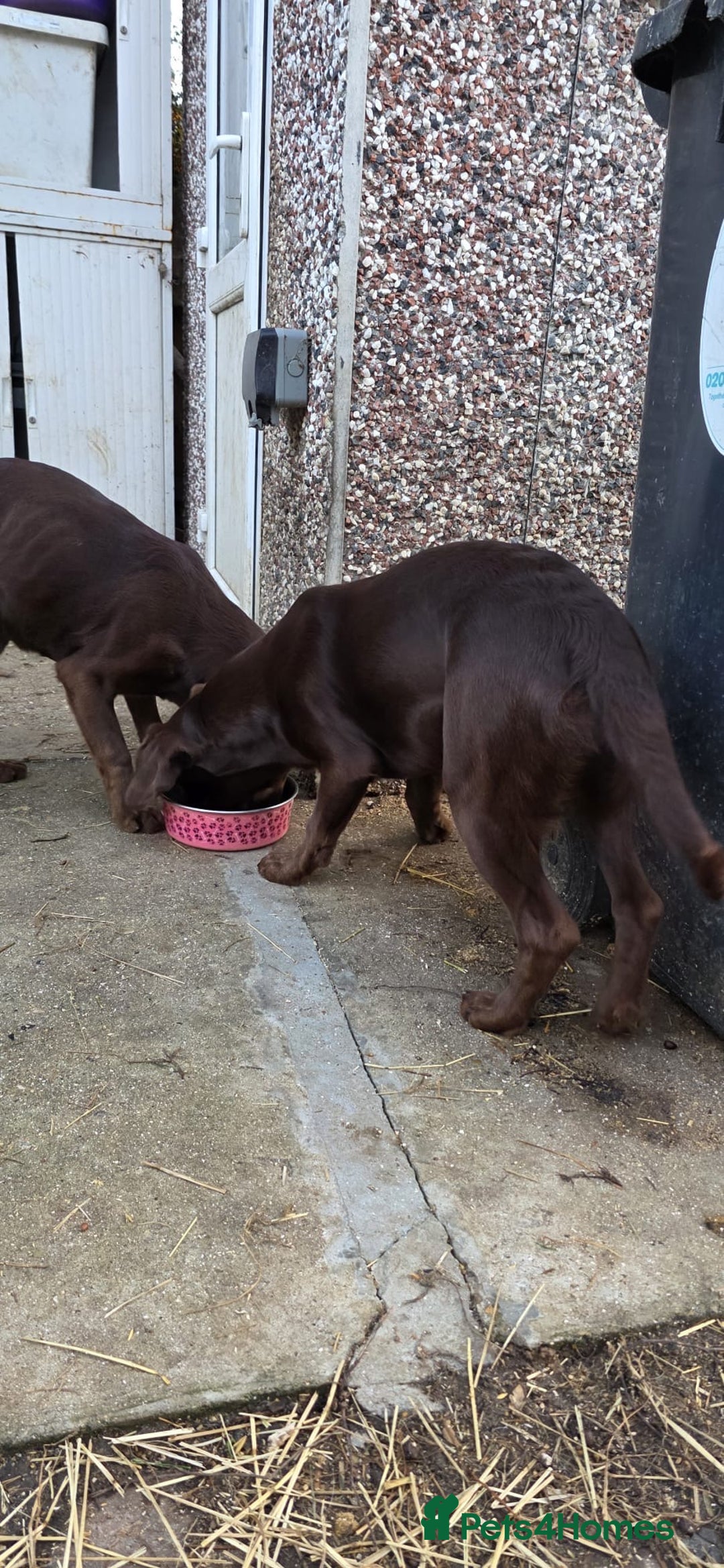 Springador dogs for sale: LAST Female springador for SALE - Image 9