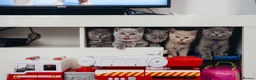 British Shorthair cats for sale: Beautiful Blue British Shorthair Kittens Ready Now - Advert 12