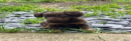 Mixed Breed dogs for sale: Russian Toy cross Miniature Dachshund Puppies in Nottingham - Advert 10