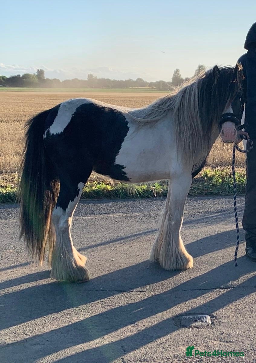 Irish Cob horses Sweet cob - Advert 1