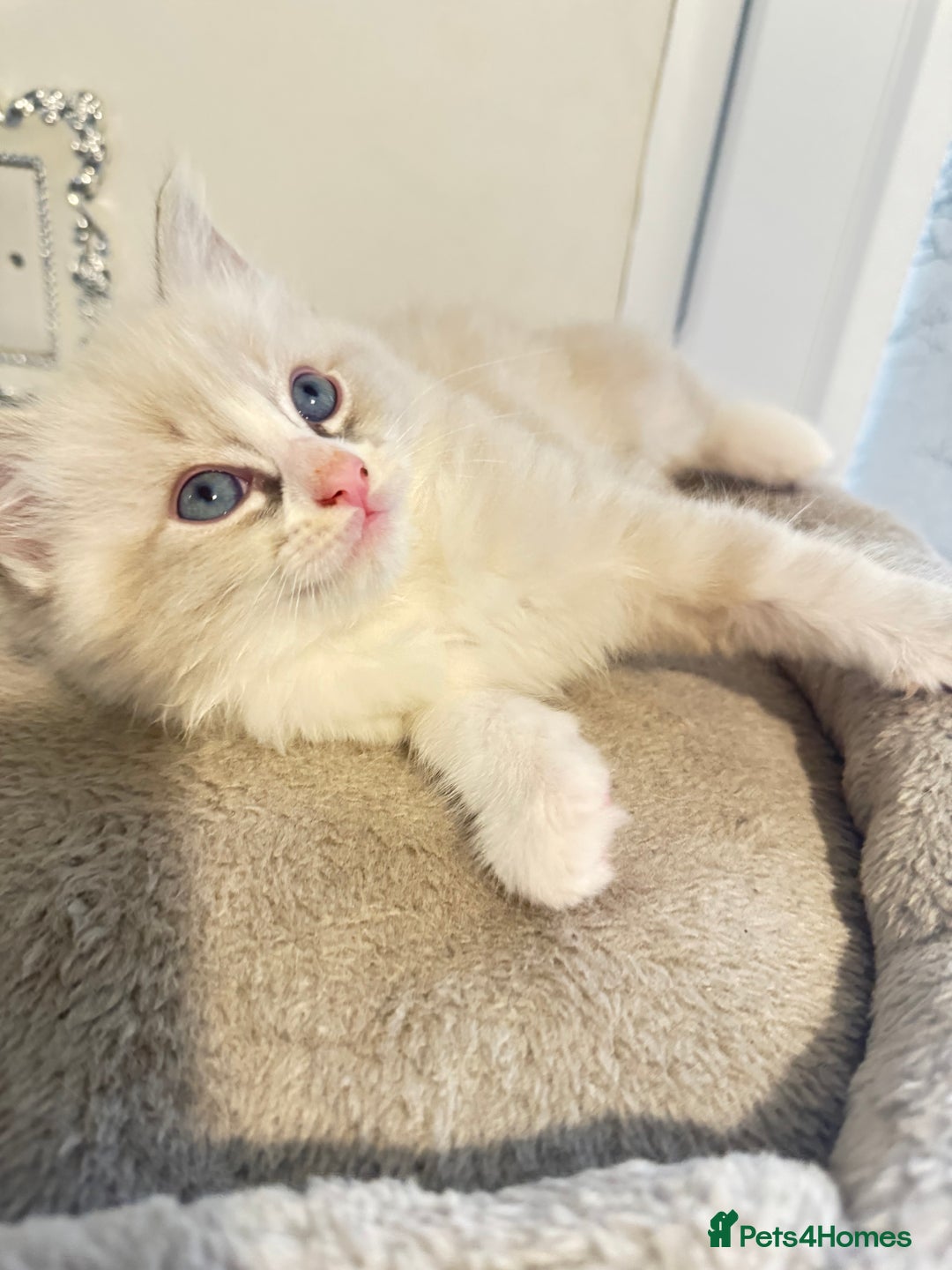 Ragdoll cats for sale: Beautiful Ragdoll Kittens - Advert 20