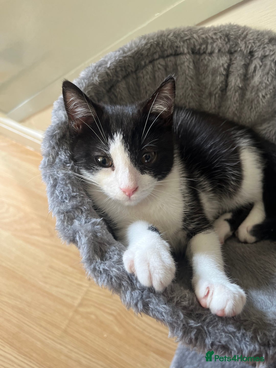 British Longhair cats for sale: Last ones of the litter  - Advert 10