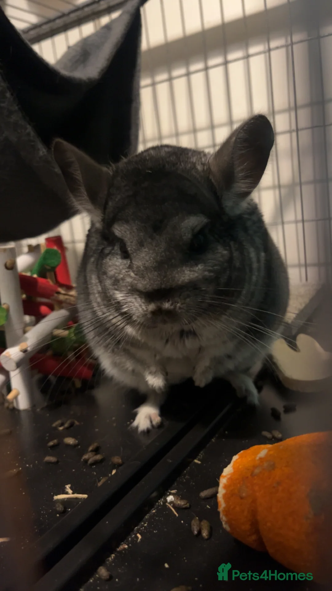 Chinchilla rodents for sale: Chinchilla in need of a home - Advert 1