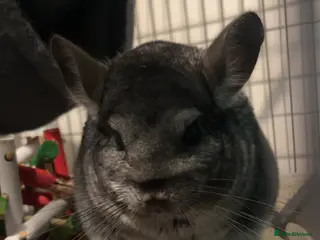 Chinchilla rodents Chinchilla in need of a home - Advert 5