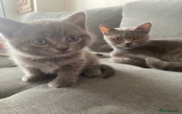 British Shorthair cats for sale: 🐾 Adorable British Shorthair Blue Kittens 🐾 - Image 1