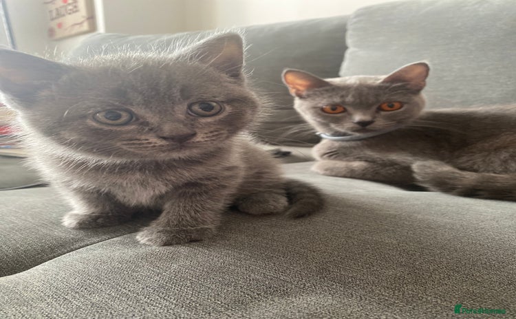 British Shorthair cats - Advert 12