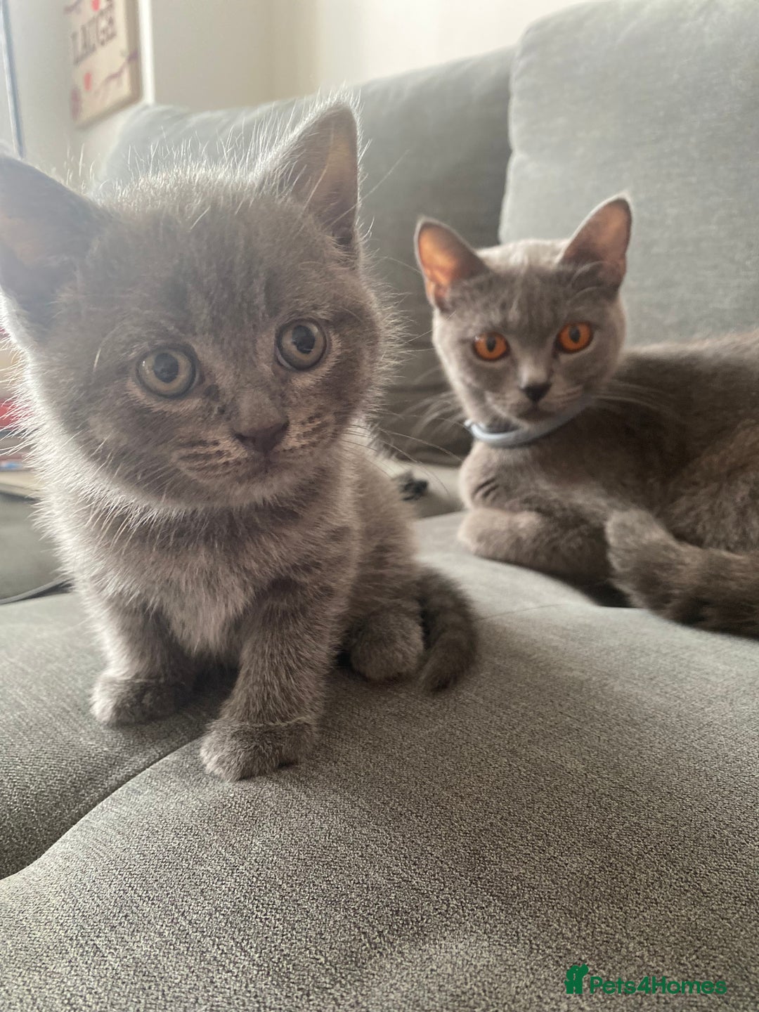 British Shorthair cats for sale: 🐾 Adorable British Shorthair Blue Kittens 🐾 - Image 1