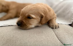 Golden Retriever dogs for sale: Stunning KC registered Golden Retriever puppies - Image 12