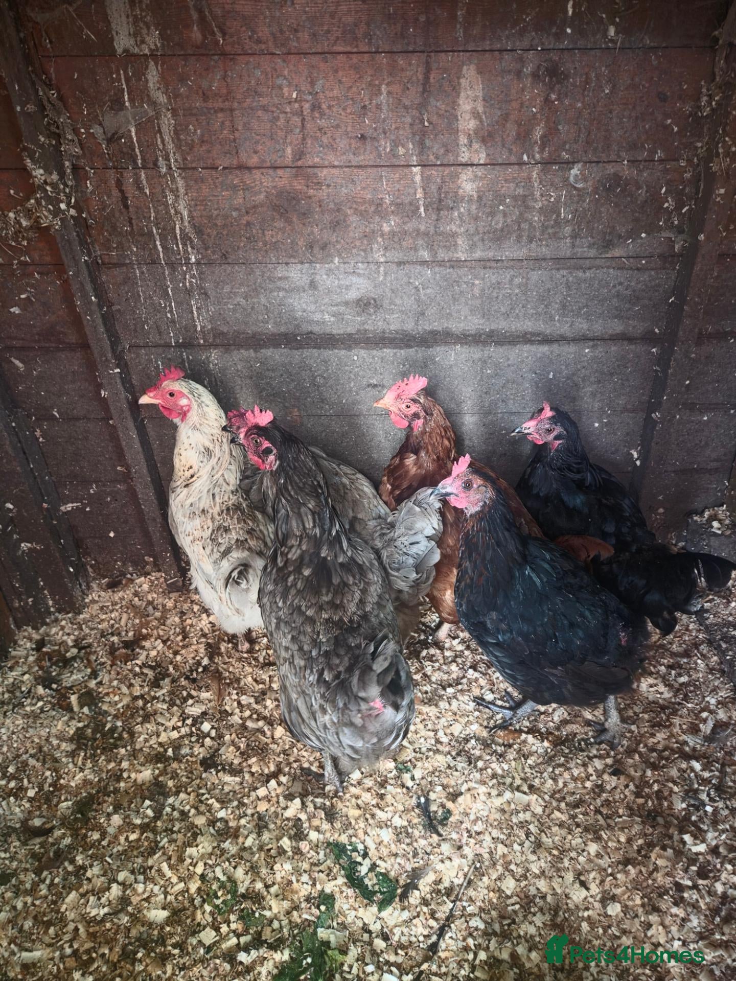 Chickens poultry 9 chickens for sale £10 each  - Advert 6