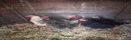 Chickens poultry for sale: 9 chickens for sale £10 each  - Advert 1