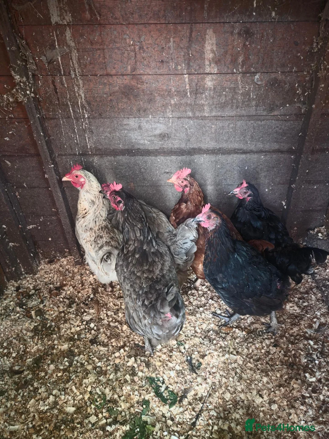 Chickens poultry for sale: 9 chickens for sale £10 each  - Advert 1