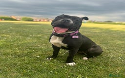 Mixed Breed dogs for sale: Poppy  - Image 5