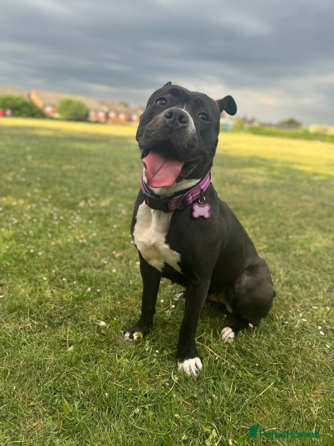 Mixed Breed dogs for sale: Poppy  - Image 5