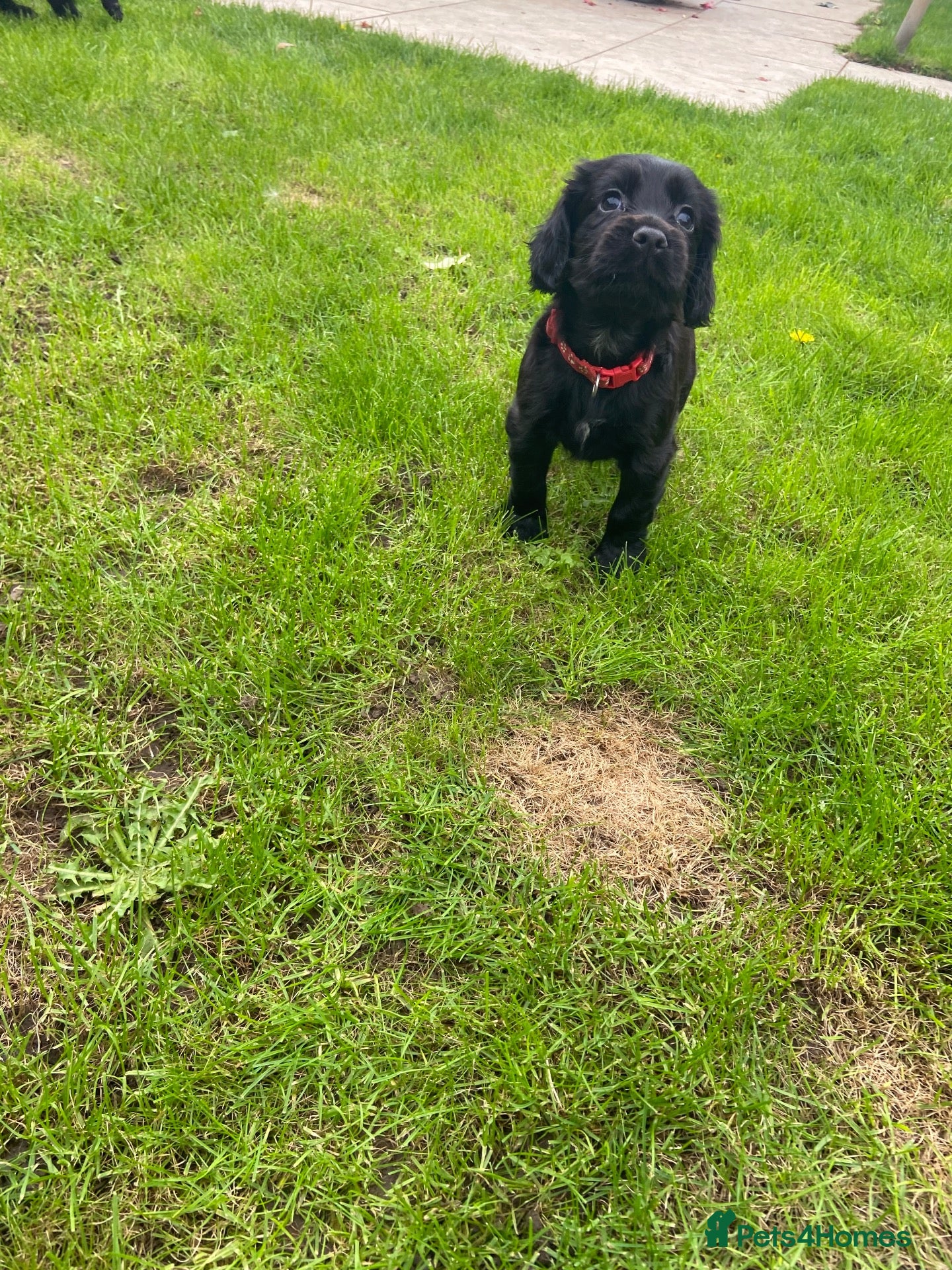 Cocker Spaniel dogs KC registered working cocker spaniels - Advert 2