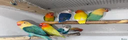 Lovebirds birds for sale: Mutation Love Bird for sale  - Advert 1