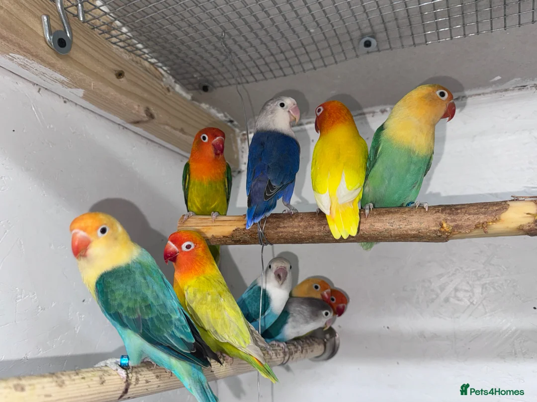 Lovebirds birds for sale: Mutation Love Bird for sale  - Advert 1