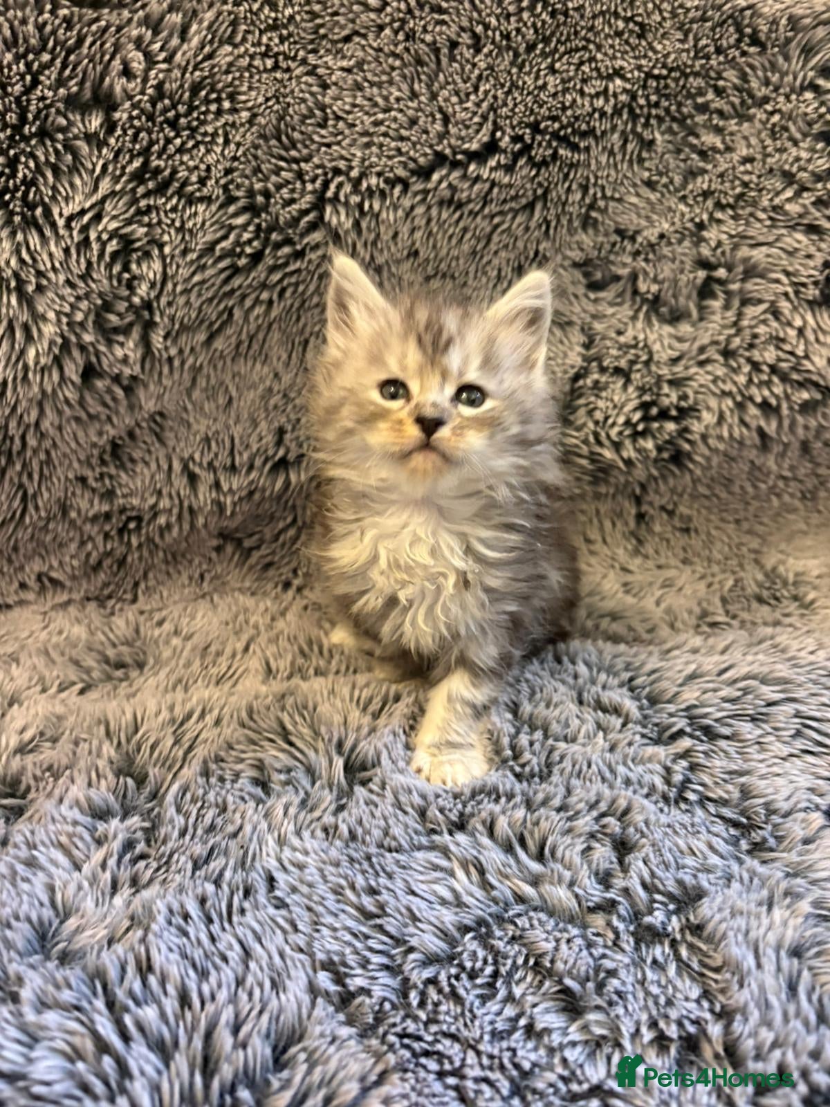 Maine Coon cats Outstanding Maine Coon Kittens | Champion lines - Advert 9