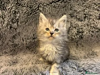 Maine Coon cats Outstanding Maine Coon Kittens | Champion lines - Advert 9