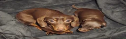 Miniature Dachshund dogs for sale: Three Beautiful Male Dachshund Puppies - Advert 1