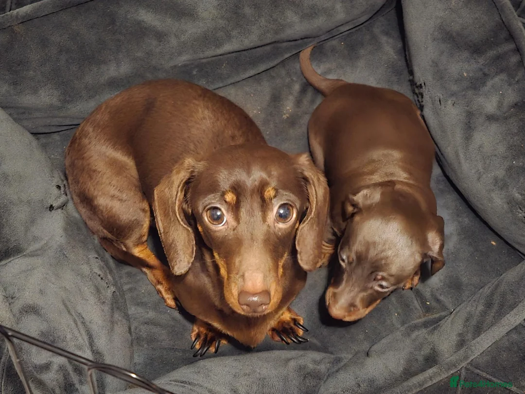 Miniature Dachshund dogs for sale: Three Beautiful Male Dachshund Puppies - Advert 1