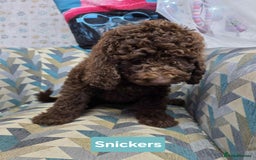 Newfypoo dogs for sale: 🐾 Beautiful Newfypoo x Standard Poodle Puppies 🐾 in Doncaster - Image 9