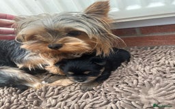 Mixed Breed dogs for sale: Jorkie girl  - Image 5