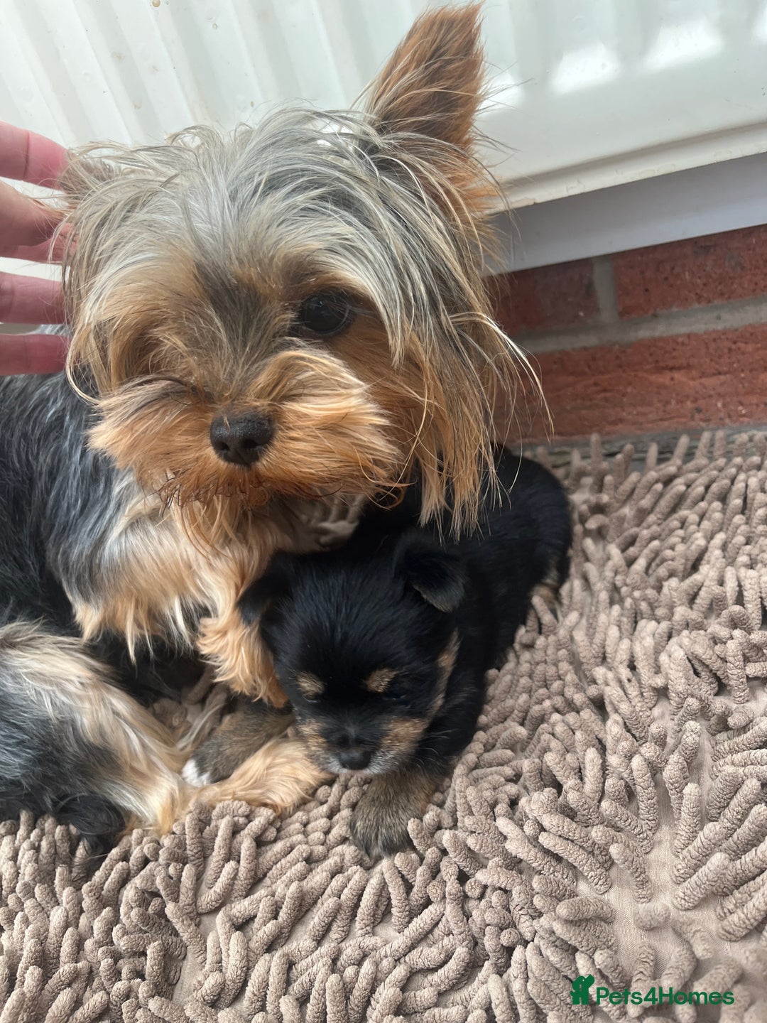 Mixed Breed dogs for sale: Jorkie girl  - Image 5