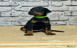 Dobermann dogs for sale: Dobermann puppies Champion bloodline, kc reg - Image 23