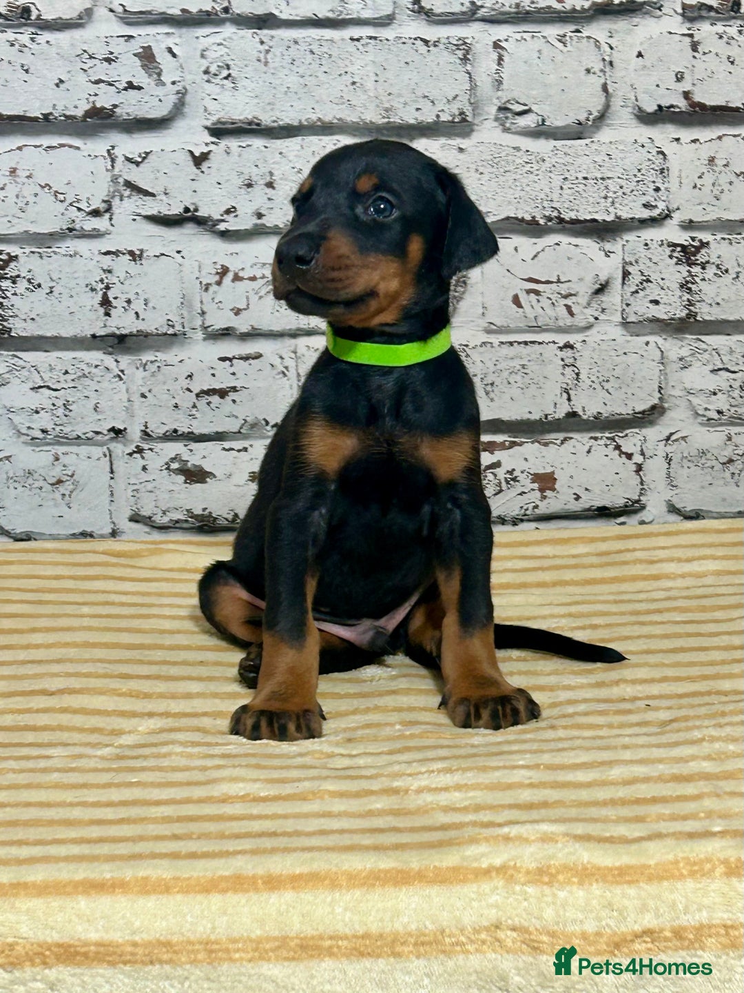 Dobermann dogs for sale: Dobermann puppies Champion bloodline, kc reg - Image 23