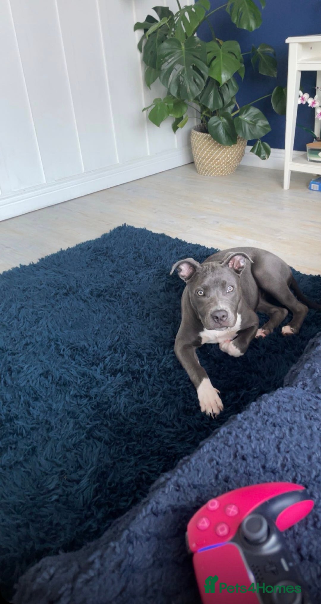 Mixed Breed dogs for sale: Female  - Advert 6