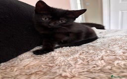 Mixed Breed cats for sale: 1/2 Ragdoll kittens - Image 9